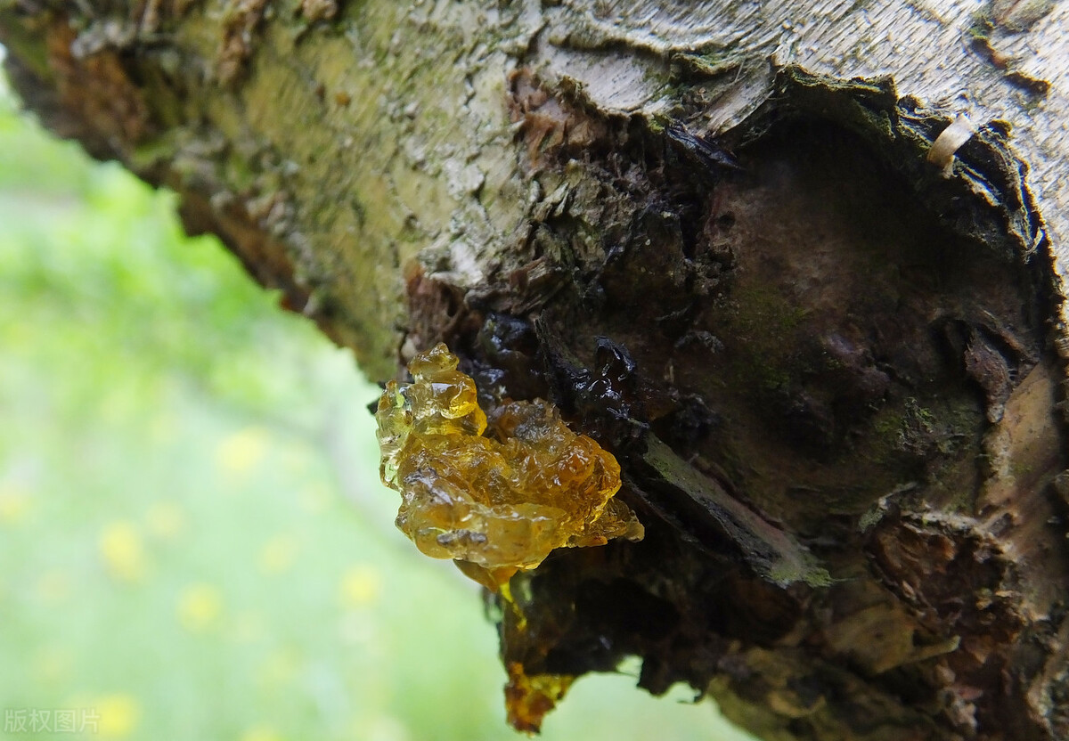 我以后再也不吃桃胶美容了