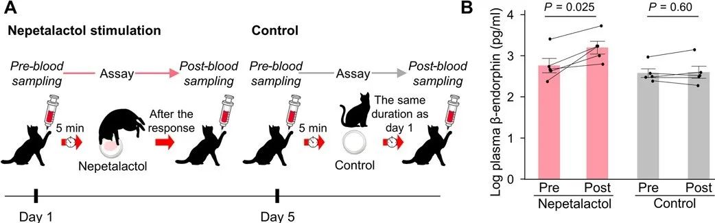 让猫上瘾的三种植物,猫薄荷对猫主子有什么危害