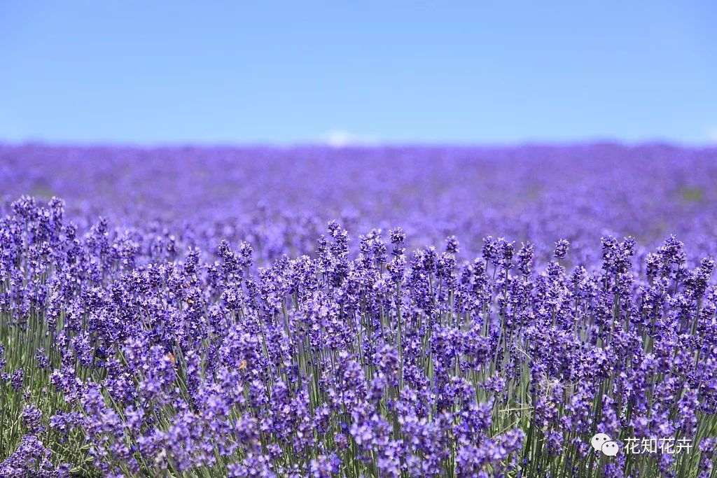 薰衣草真假精油的鉴别方法,熏衣草干花真假辨别