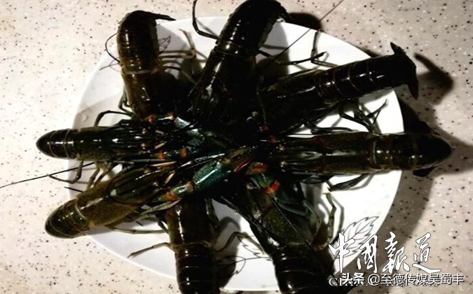 渝北澳洲淡水龙虾,上海澳洲淡水龙虾