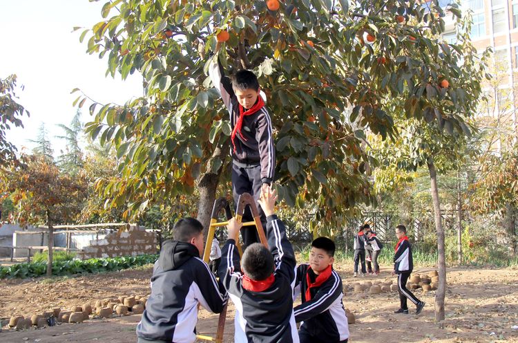 昌乐齐都实验学校：举行第四届“柿子熟了”采摘节活动