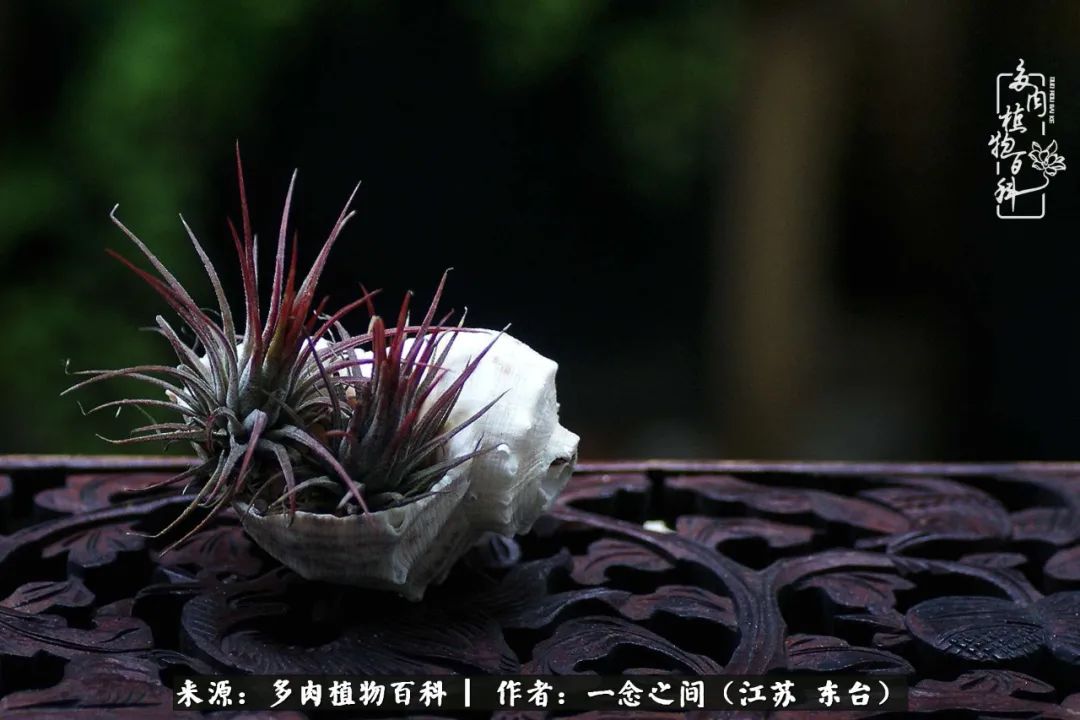 遇见花开蓝莓糖,遇见花开蔬菜沙拉酱