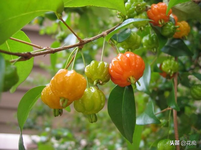 南红嘉宝果盆栽,一年四季都能吃的水果盆栽