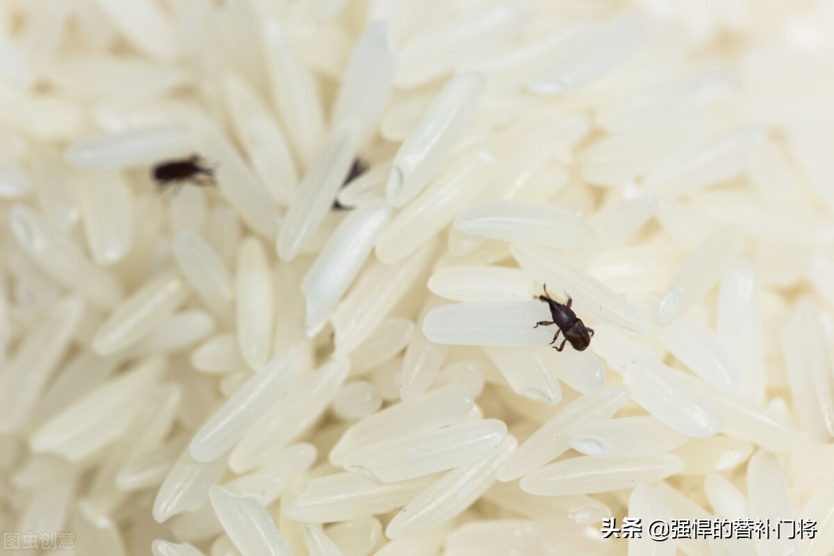 为什么密封好大米还会长出米虫,密封的米为什么会长米虫蚂蚁庄园
