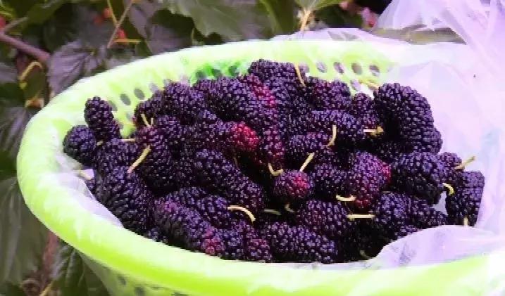 又是一年桑葚采摘季,又是一年桑果成熟的季节