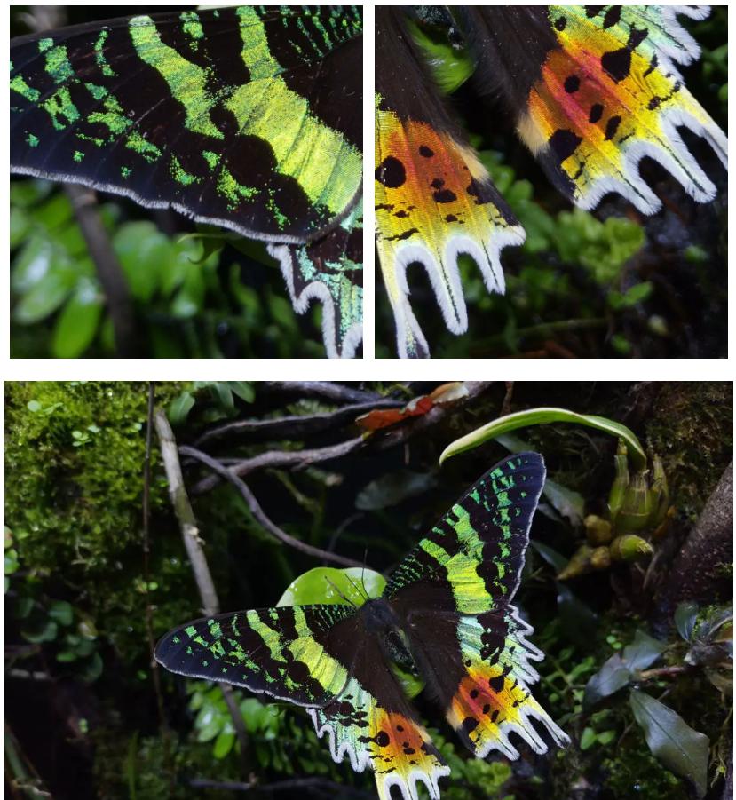 荣耀v20发布拍照视频,荣耀v20怎么在ipad上玩体感游戏