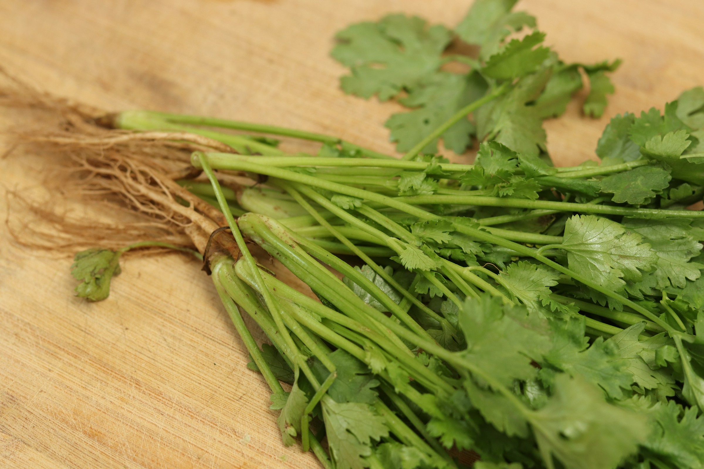 吃不完的香菜怎么保存,吃不完的香菜怎样再栽培