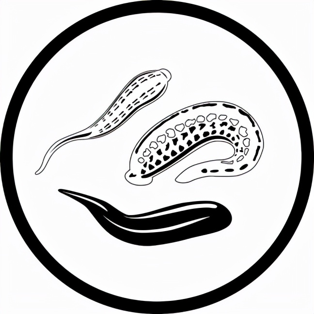 不小心把蚂蝗吞进肚子里会死吗,误吃蚂蟥在身体里能活吗