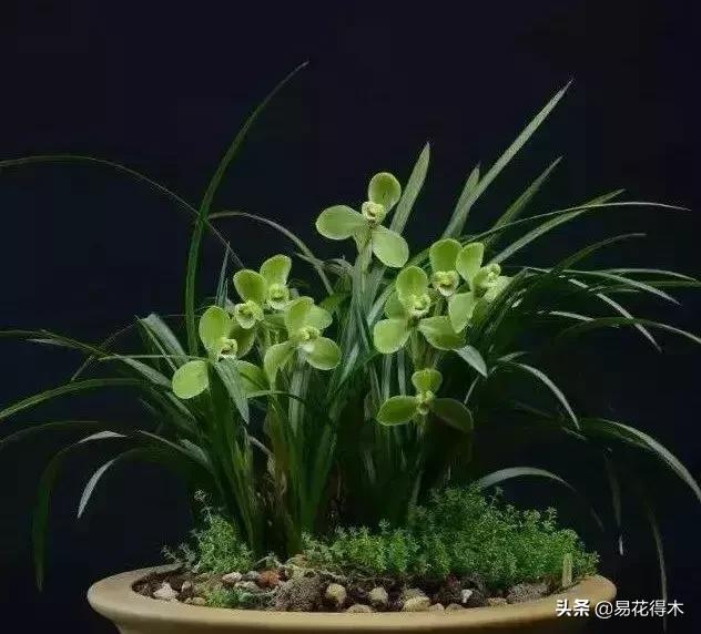 莲瓣兰的花和春剑的花有什么区别,春剑春兰莲瓣兰豆瓣兰怎么区分