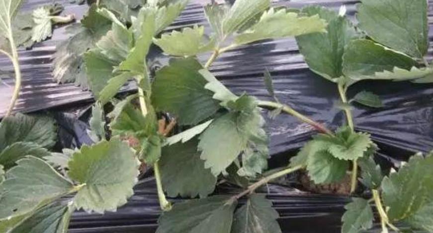 草莓叶子变软变蔫怎么回事,草莓叶子变干是怎么回事