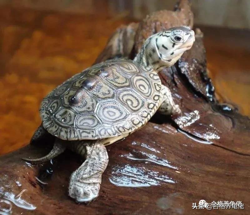 天气冷了养龟注意事项,阳台高温养龟