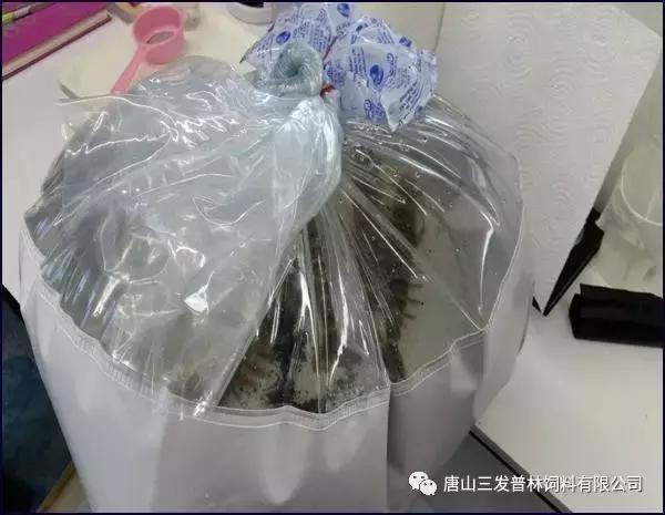 斑节虾是淡水养殖还是海水养殖,微正斑节虾养殖