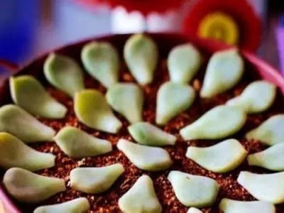 买到药锦后的多肉了怎么挽救,多肉如何才能出锦