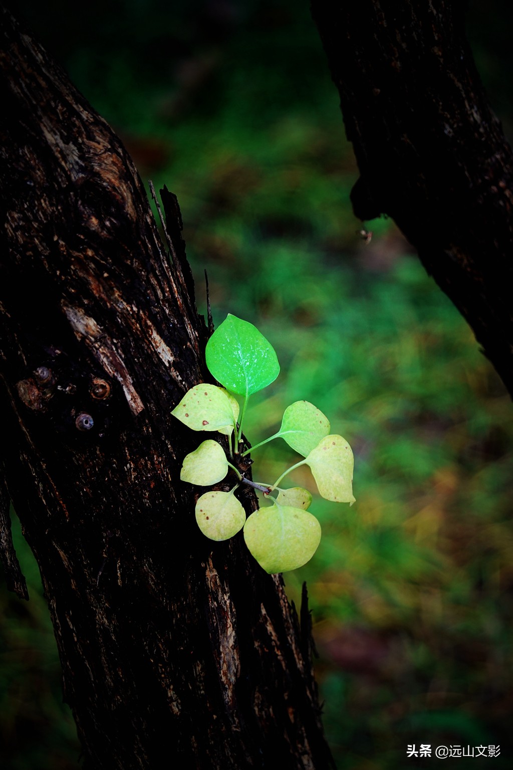 索尼黑卡二怎么拍,索尼黑卡2大光圈拍视频