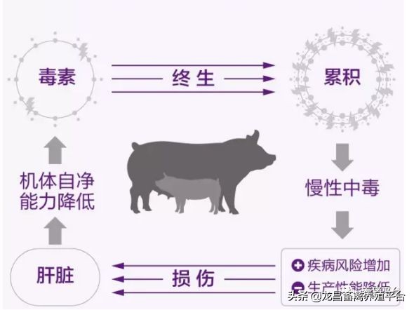 母猪需要长期排毒吗,母猪排毒的原因