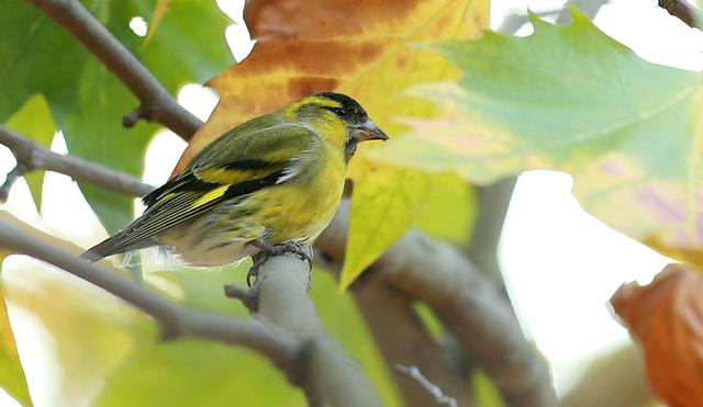 玉鸟和黄雀怎样繁殖视频,黄雀鸟北方什么季节繁殖