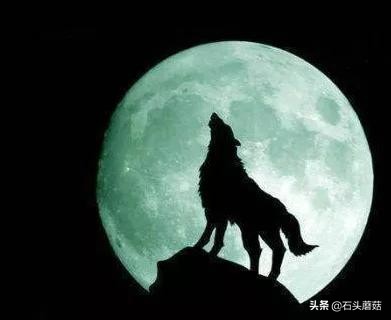 早上狗像狼嚎有什么预兆,狗突然嚎叫预示什么