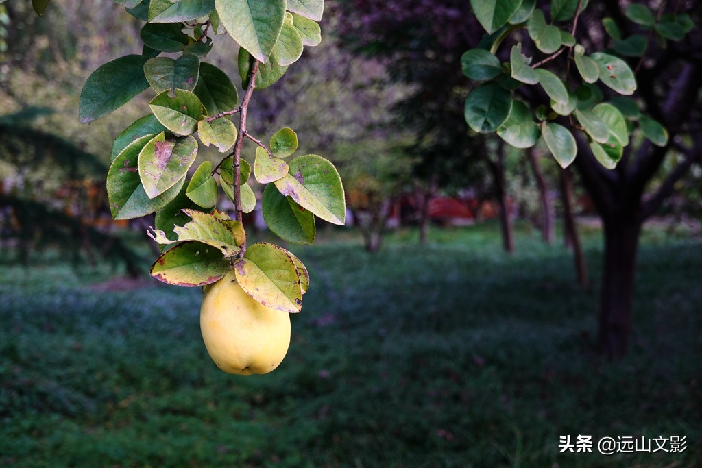 索尼黑卡二怎么拍,索尼黑卡2大光圈拍视频