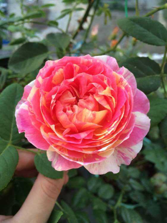 哪些月季不需要晒太阳可以爆花,耐晒耐雨淋抗病勤花的月季