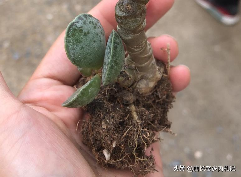 新买的裸根多肉修根后要晾几天,刚买的裸根多肉如何栽种