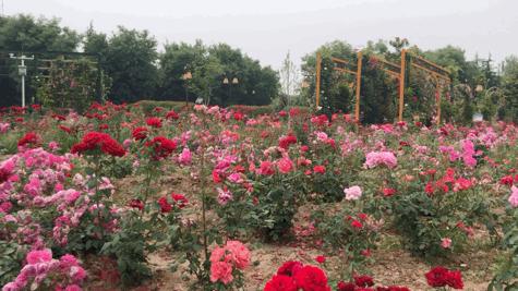 西安草滩马尔代夫,咸阳沙滩马尔代夫