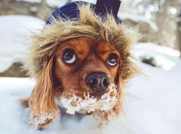 狗狗洗澡水温多少合适,天冷了给狗狗洗澡