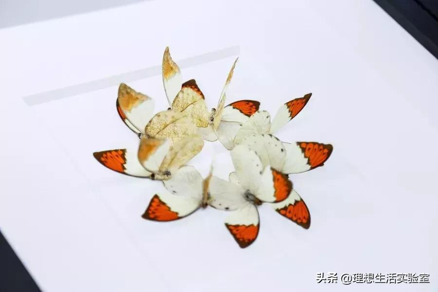 龙湖成都金楠天街,成都龙湖金楠天街哪一期最好