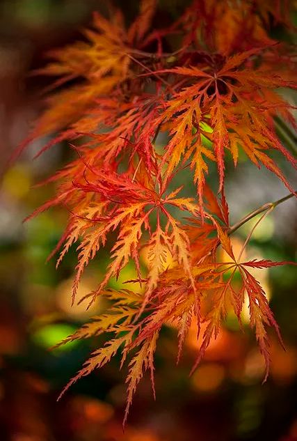 「诗词鉴赏」元曲中的秋天，另一番美丽