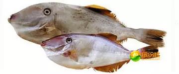 舟山4月份海鲜攻略,舟山海鲜代加工攻略