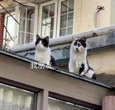 丑猫大赛视频完整版,2020年丑猫大赛看看丑到你了没