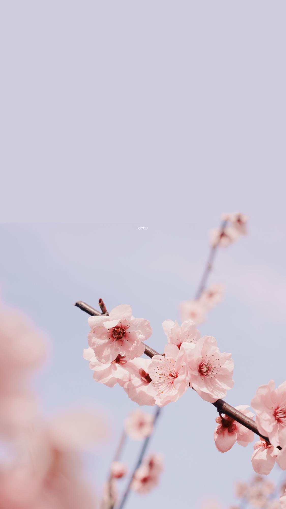 便是人间好时节壁纸,良辰美景好时光手机壁纸