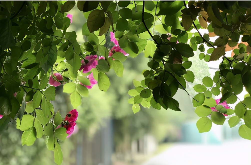 深圳水果湖高中,水果湖第一高中