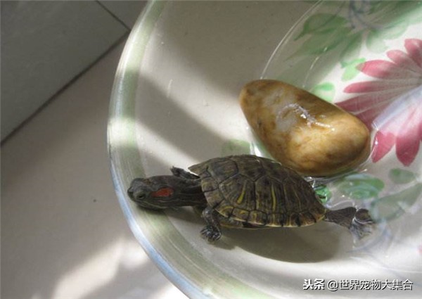 龟咋养好,龟怎么养不肥