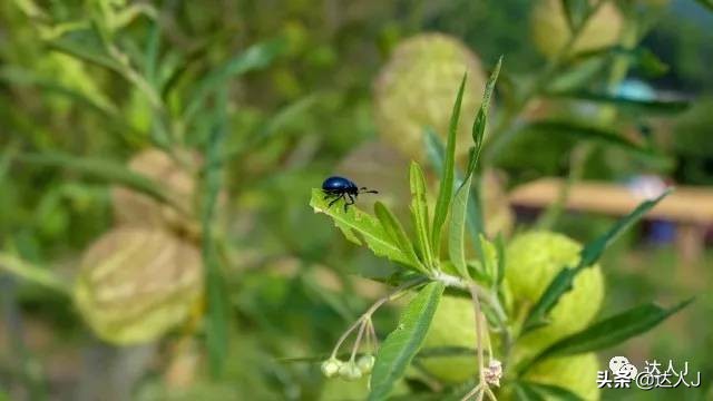 清迈攻略介绍,清迈攻略最全