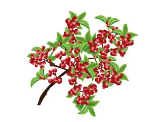 杨梅吃多了牙齿酸咋办,杨梅季来啦