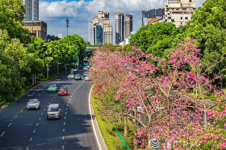 厦门最近哪里的花海最好看,江岭向日葵花海美成童话