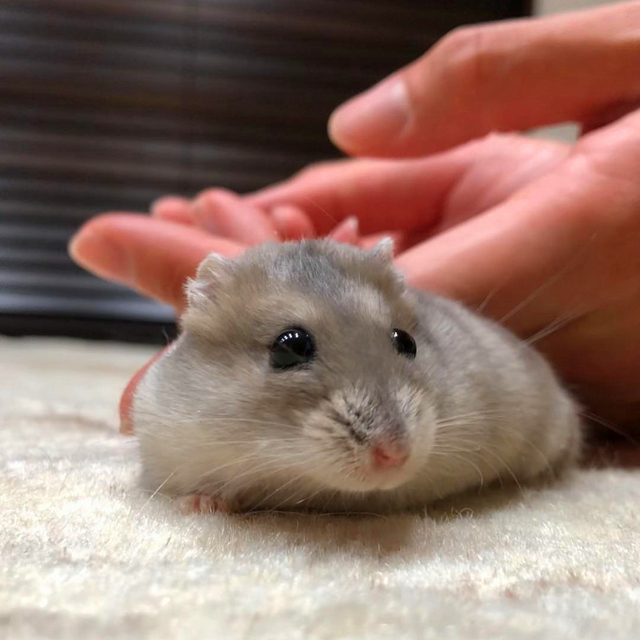 放养仓鼠仓鼠会开心吗,放养仓鼠在家里不见了