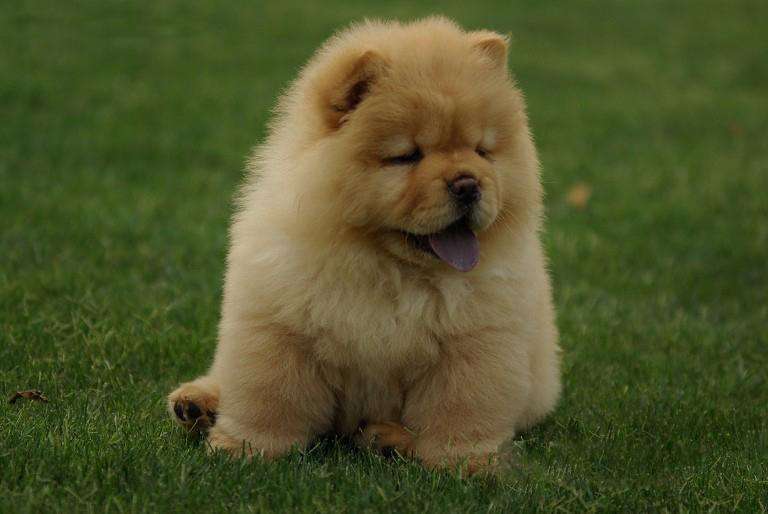 搞笑又可爱的狗子,萌到流鼻血宠物的搞笑可爱瞬间