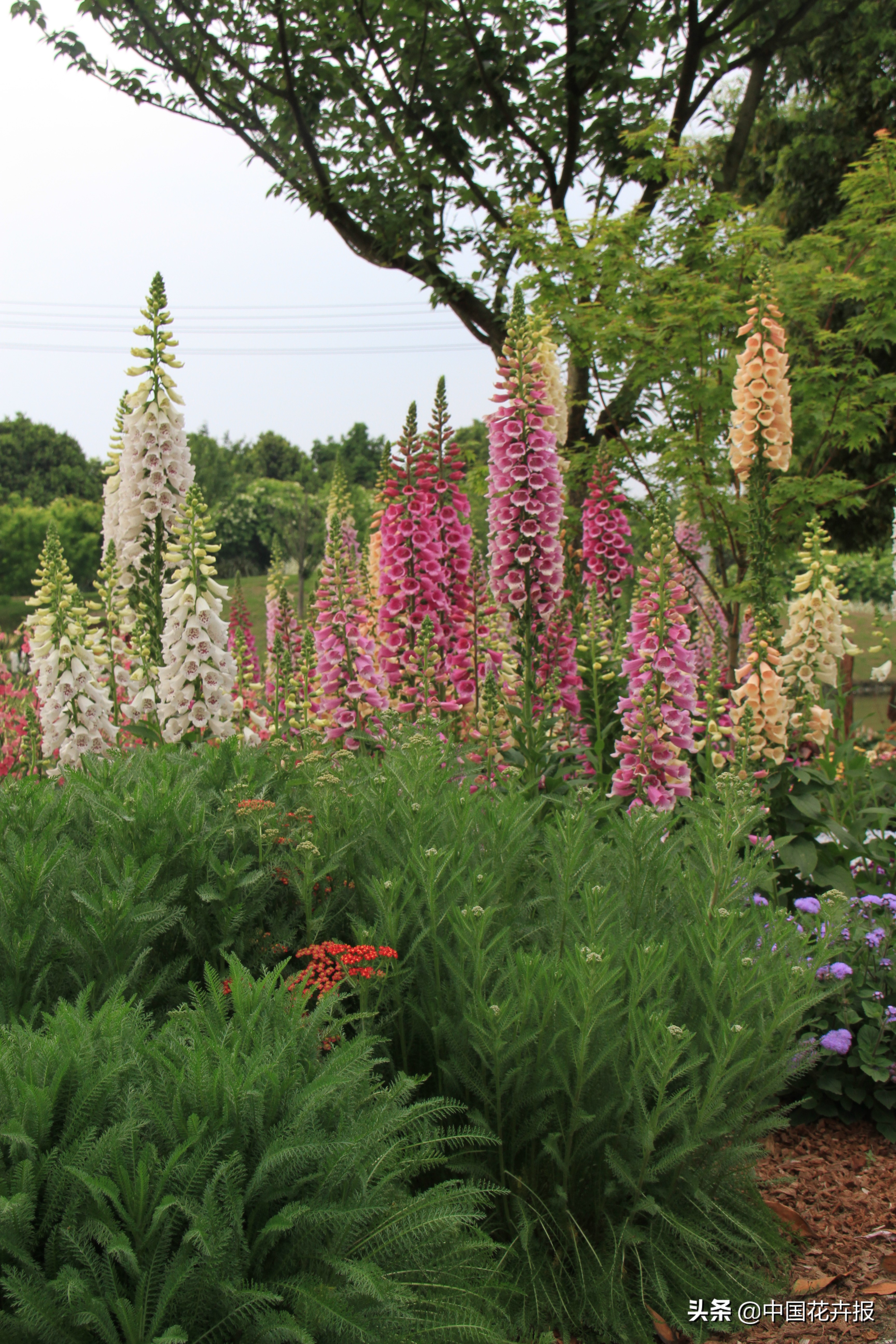 花园必备植物大全,花园常用植物科普