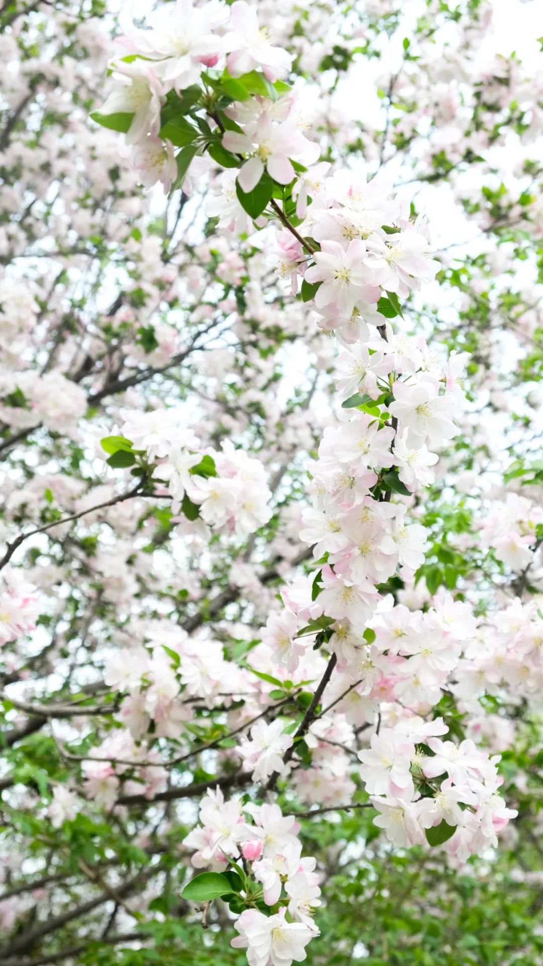 济南3月免费赏花攻略,花都开了济南周边赏花攻略收好
