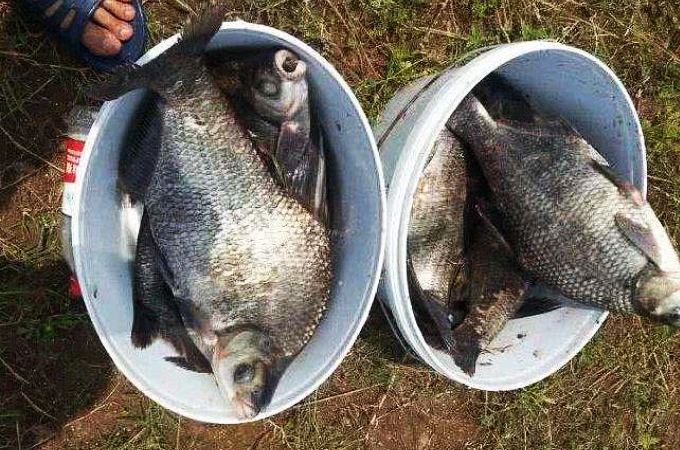 钓鱼人钓鳊鱼,鳊鱼怎么钓最好