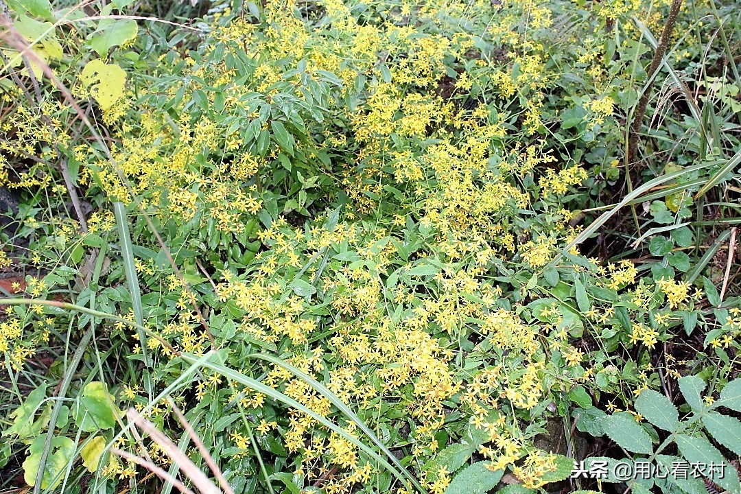 野生小黄花有什么用,小黄花图片与功效