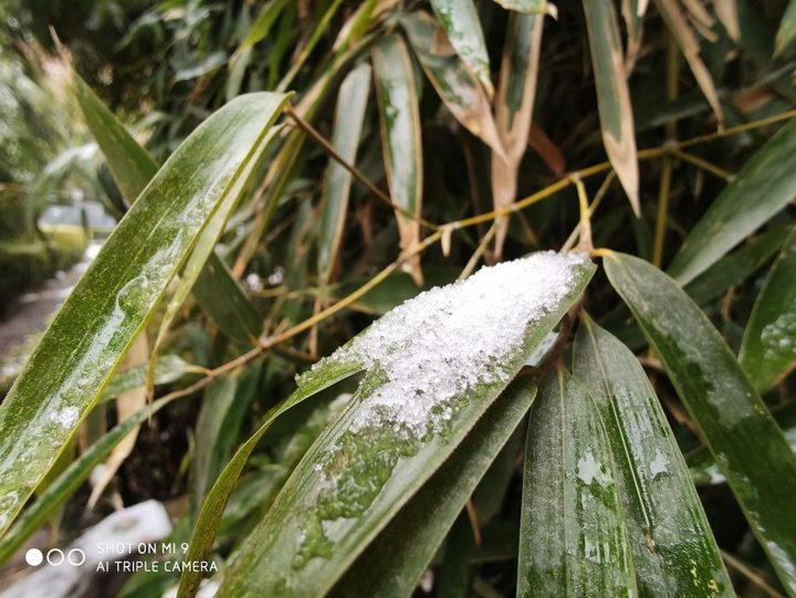 小米9和opporeno十倍变焦哪个好,小米9测评值得买吗