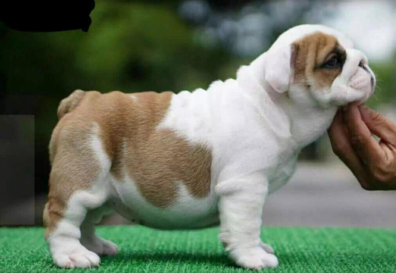 英国斗牛犬怎么养合适,英国斗牛犬如何喂养预防皮肤病