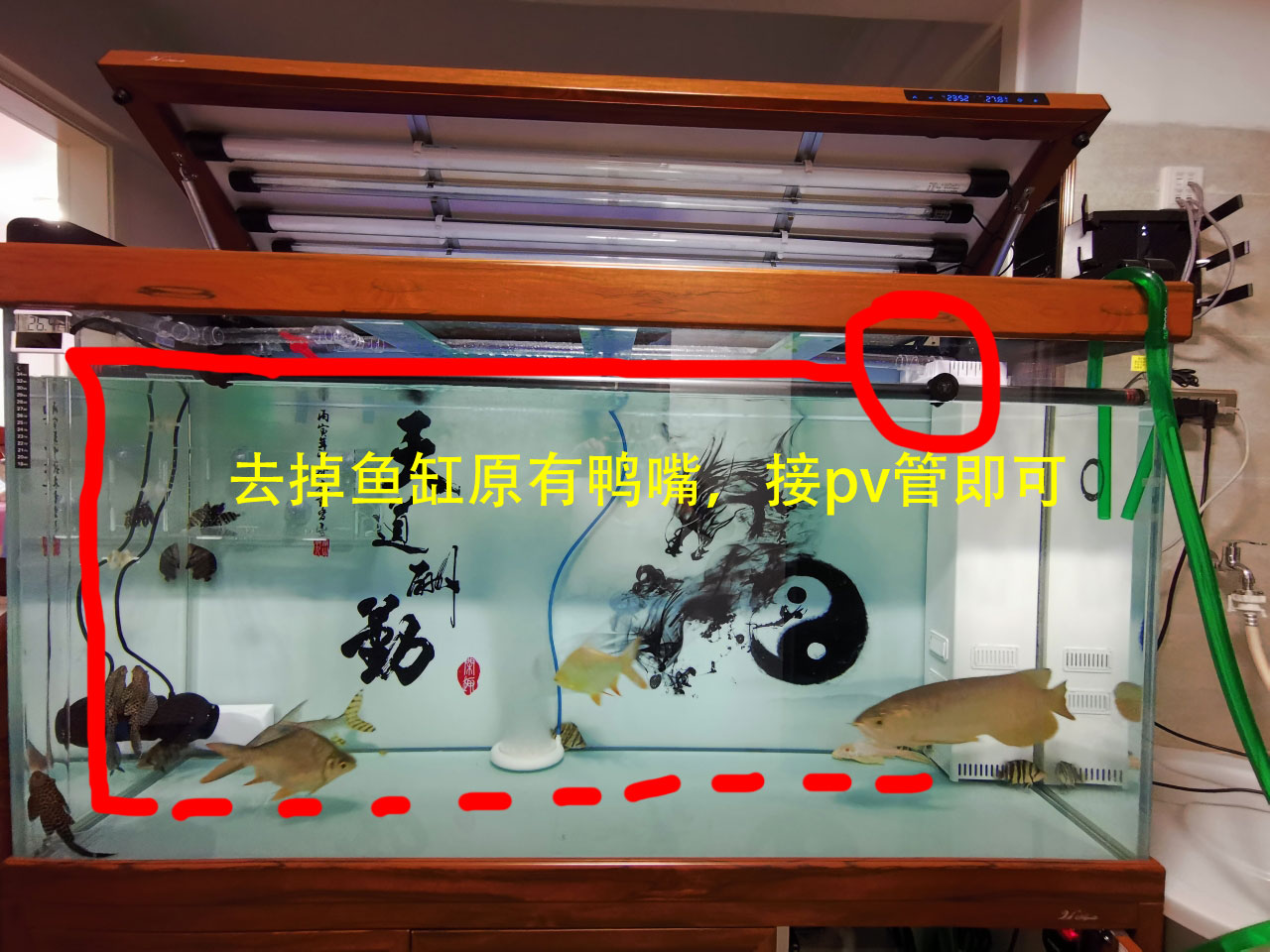 底滤鱼缸里的鱼粪抽不走怎么办,底滤鱼缸为什么吸不走缸底的粪便