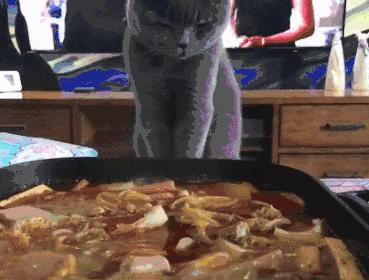 猫咪怎样的表现证明它是挑食了,猫咪挑食不吃西瓜怎么办