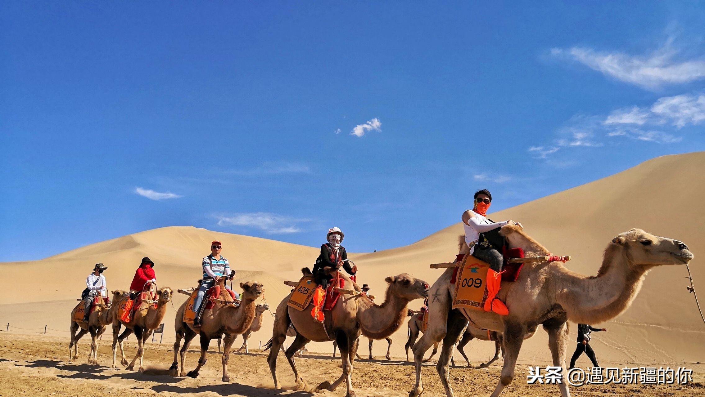 柯坪县的“沙漠之舟”真牛！大家喝了她的奶就知道啦