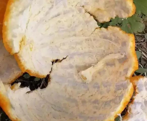 柑橘知识科普,柑桔知识