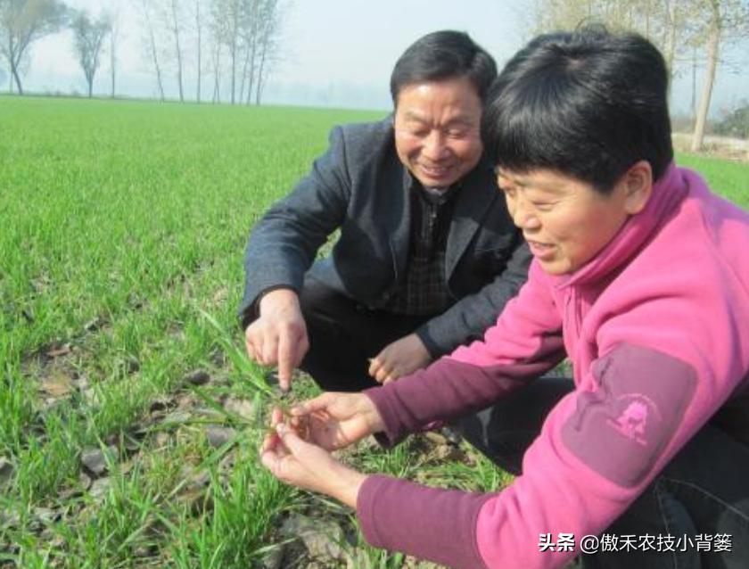 小麦弱苗可以晚打除草剂吗,小麦返青期苗黄苗弱怎么办