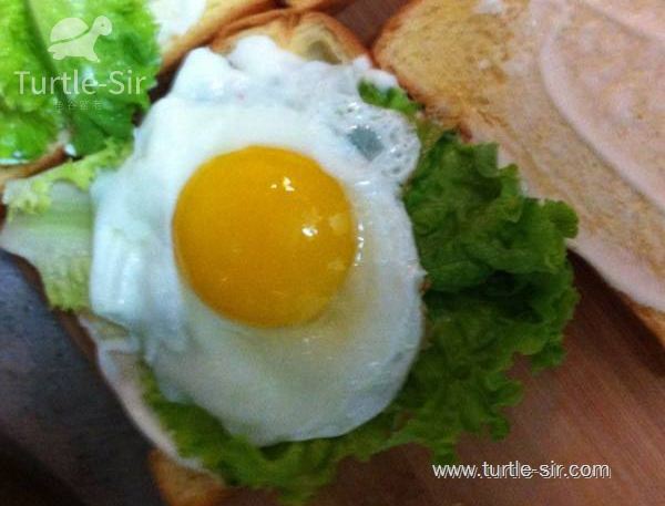 小伙子养了八年的乌龟生蛋了,养了6年巨型大乌龟终于下蛋了